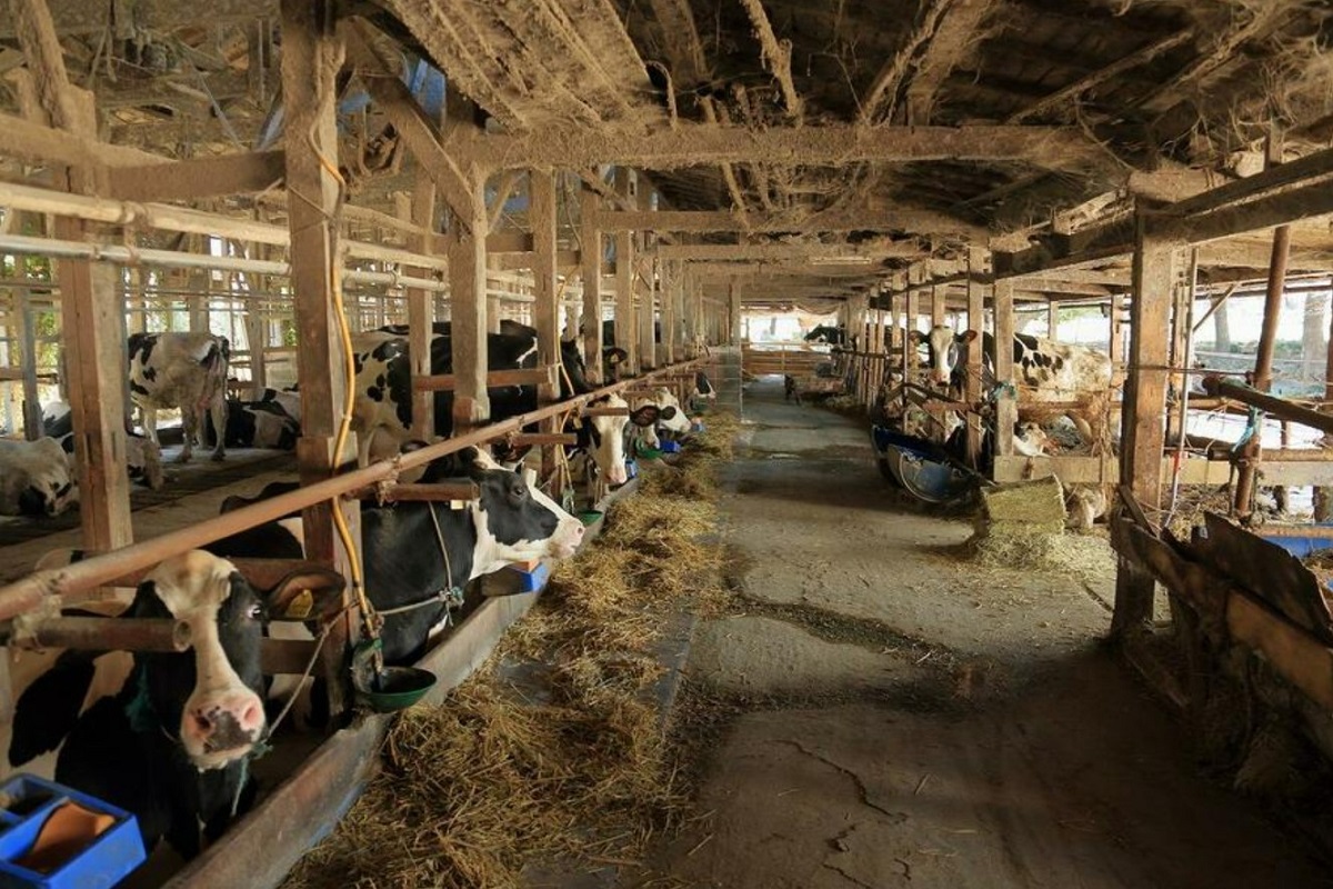 「搾れば搾るほど赤字」円安で牛乳ピンチ　酪農家たちが探る飼料国産化への道