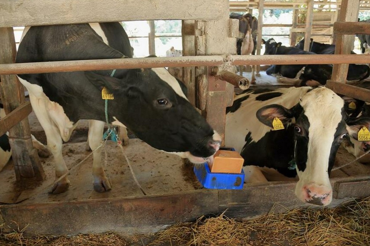 「搾れば搾るほど赤字」円安で牛乳ピンチ　酪農家たちが探る飼料国産化への道