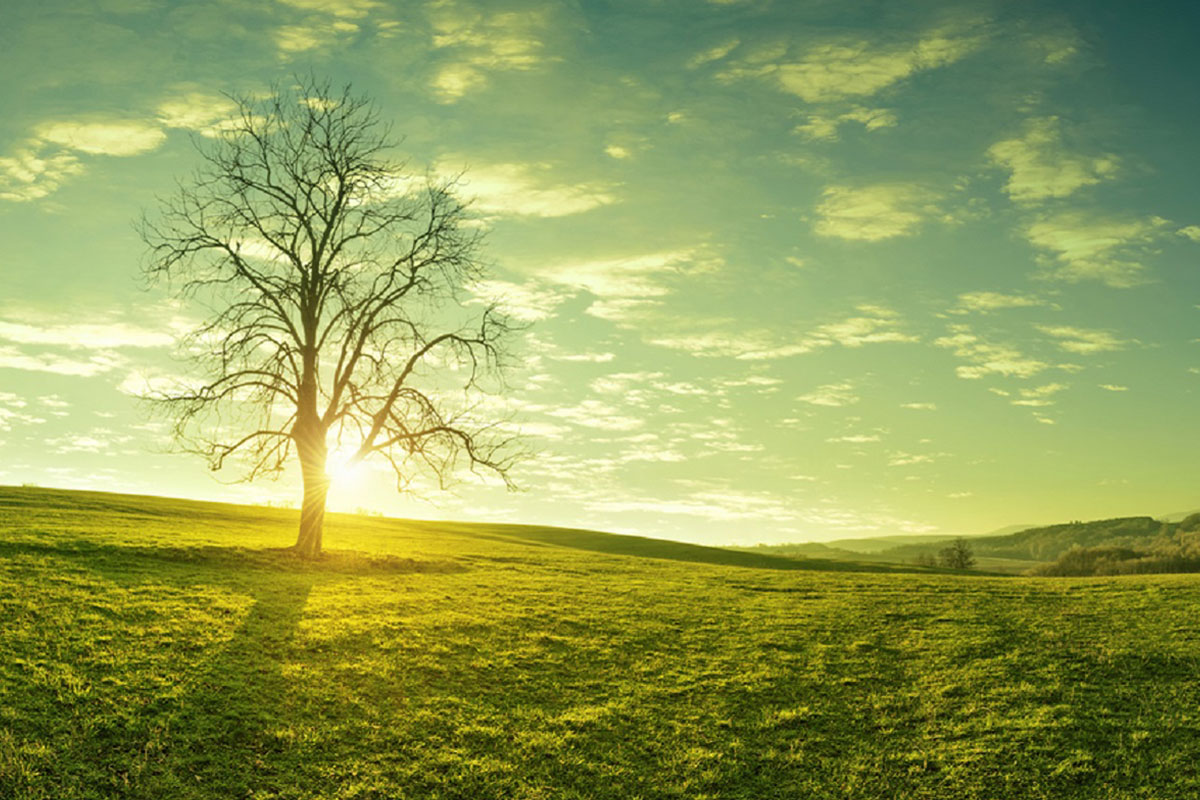世界一孤独な木に刻まれた、人が地球を汚す時代「人新世」の始まり