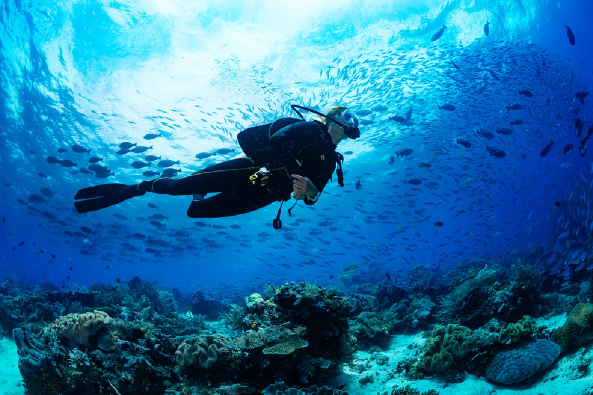 サンゴ礁の状態は「音」でわかる？海の生態系に耳を傾けるイギリスの研究者たち