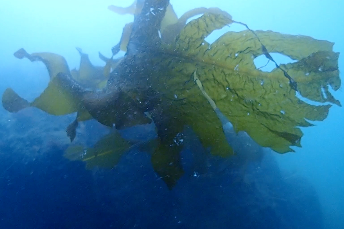 海森モリTV 第32話：江の島の海底に海藻類は自生しているのか!?　5代目アマモの生長はいかに！