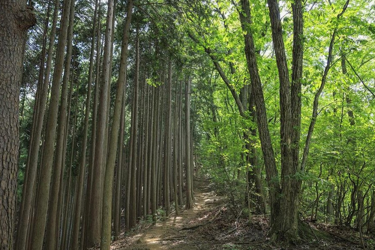 なぜ今、木造高層ビルが建ち始めているのか――日本が抱える国家的な森林問題 #なぜ話題