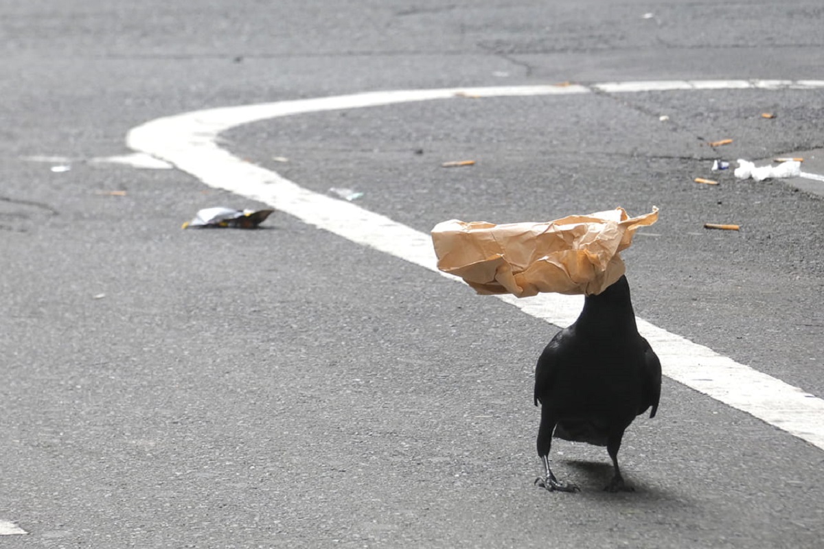 いくら駆除しても減らない！？　カラスとの共生に必要なのは「カラスの目」