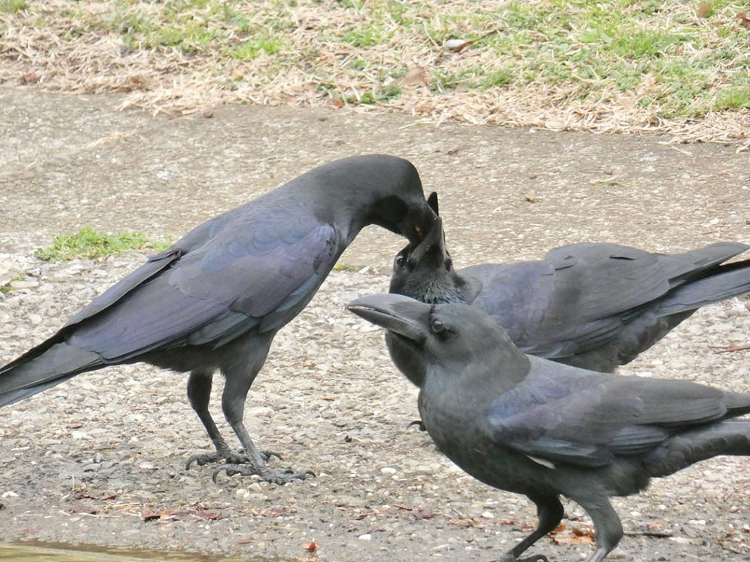 カラスによる被害を抑えるためには、駆除をするよりもカラスが住みづらい環境を作ることが効果的だと松原さんは語る。