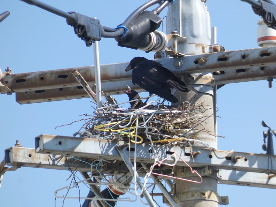 カラスの視点になってみると、都市と自然といった線引きのない、『環境』としての世界が見えてくる