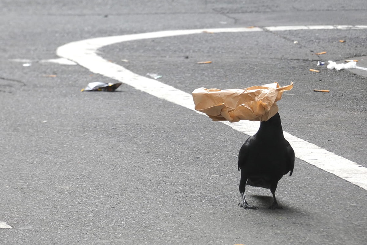 いくら駆除しても減らない！？　カラスとの共生に必要なのは「カラスの目」