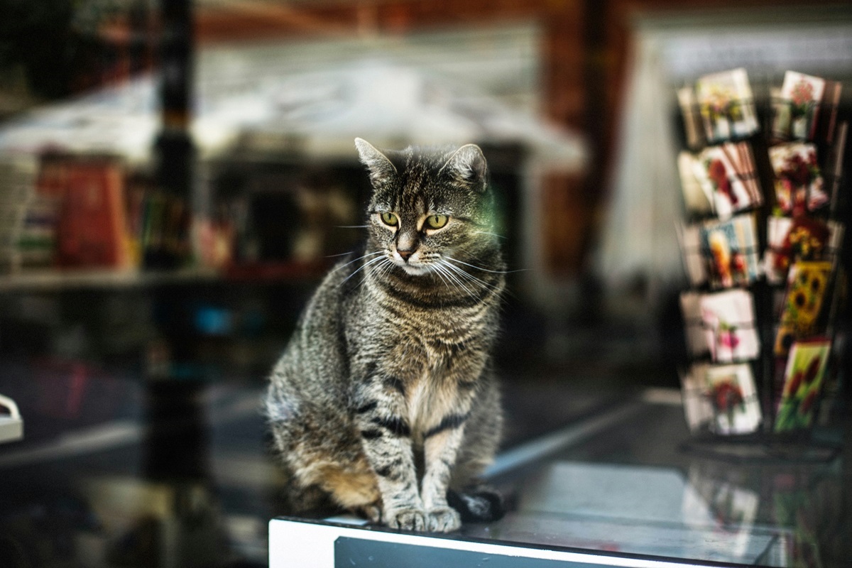 イタリアには「野良猫」はおらず、いるのは「自由猫」だけ。世界の猫にまつわる法律