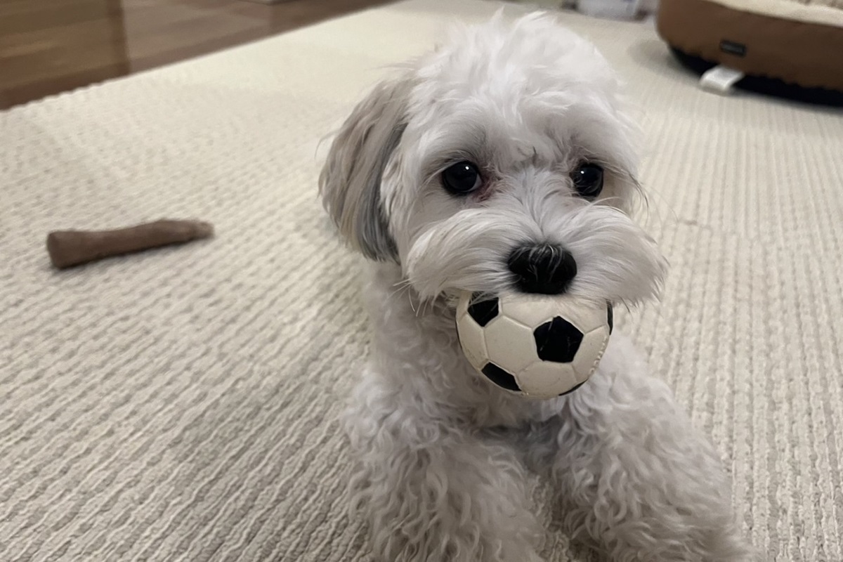 愛犬のエルくん