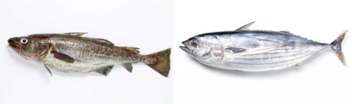 冷たい海の魚:マダラ 温かい海の魚:カツオ