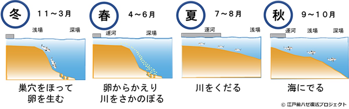 季節ごとのマハゼの生息場
