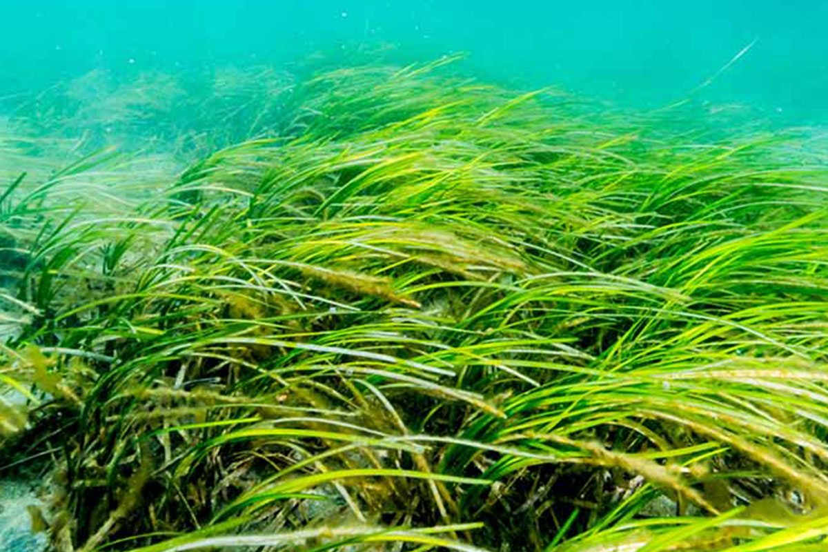 海の森、ブルーカーボン生態系とは？
