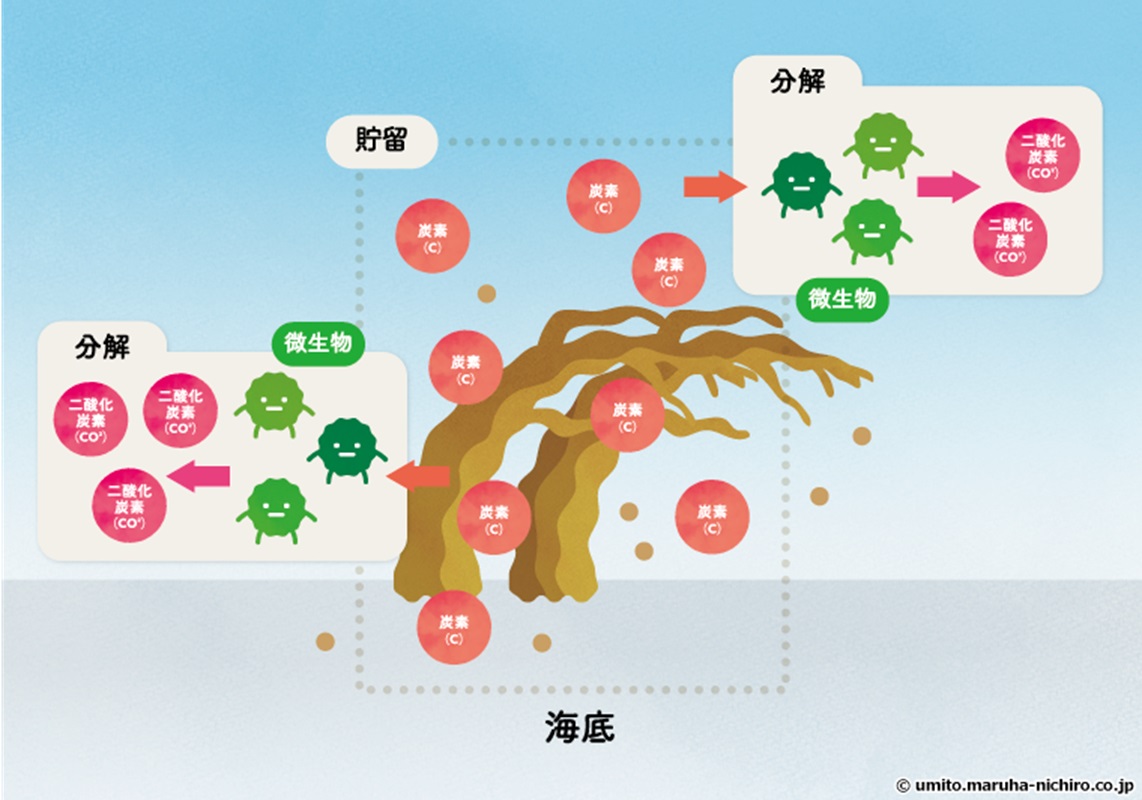 枯れた後のアマモの炭素の動き