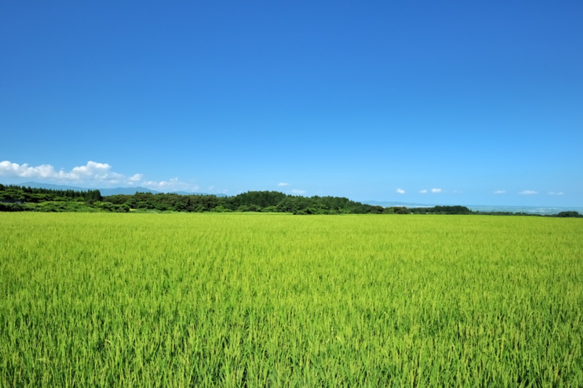 広大な水田が広がる山形県鶴岡市(写真:穂積久/アフロ)