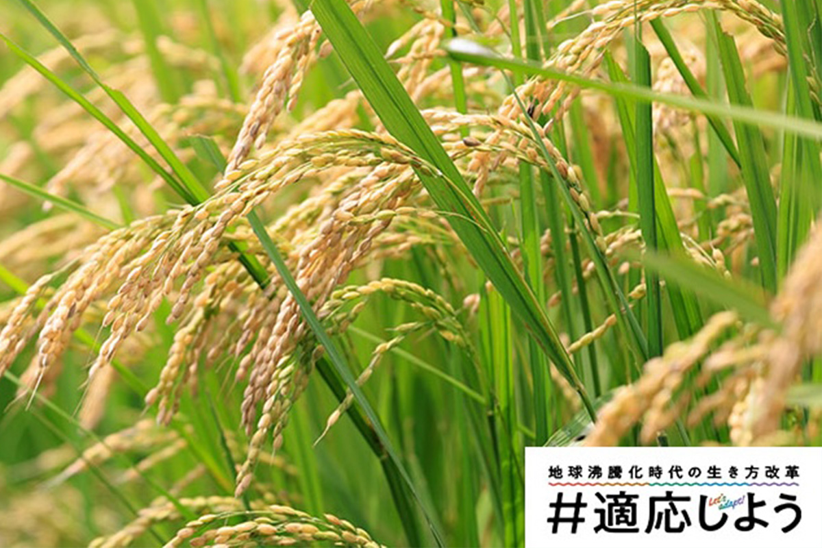 お米の品種が群雄割拠!戦国時代がやってきた? 研究者に聞く、近年の気候から考えるお米の未来