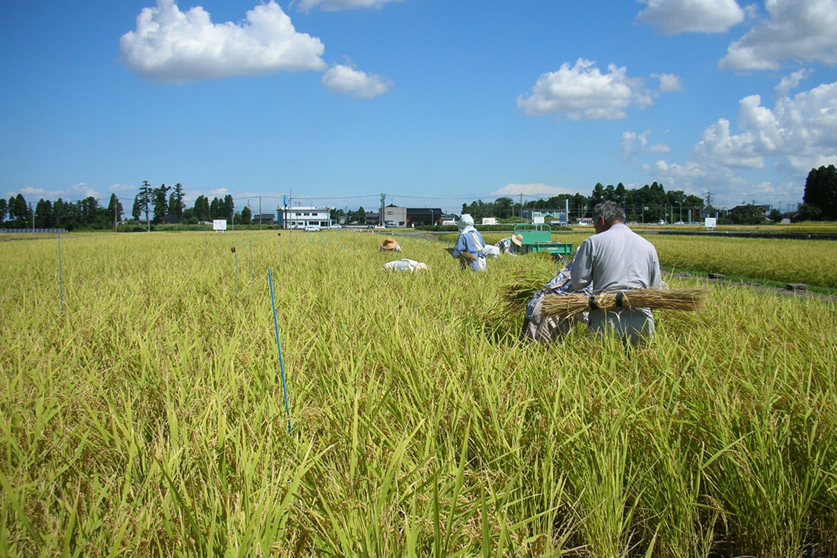 富山で生まれた水稲の高温耐性品種『富富富』の普及を目指す