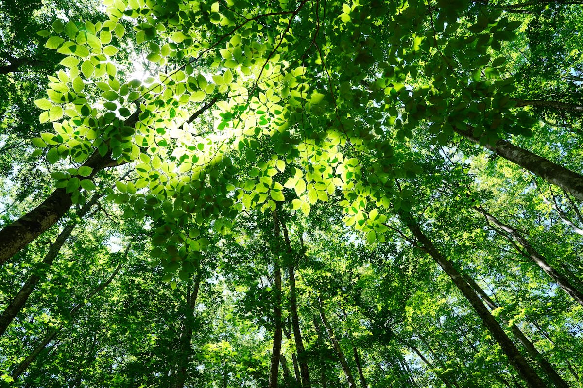 広葉樹の森（写真：Adobe Stock）