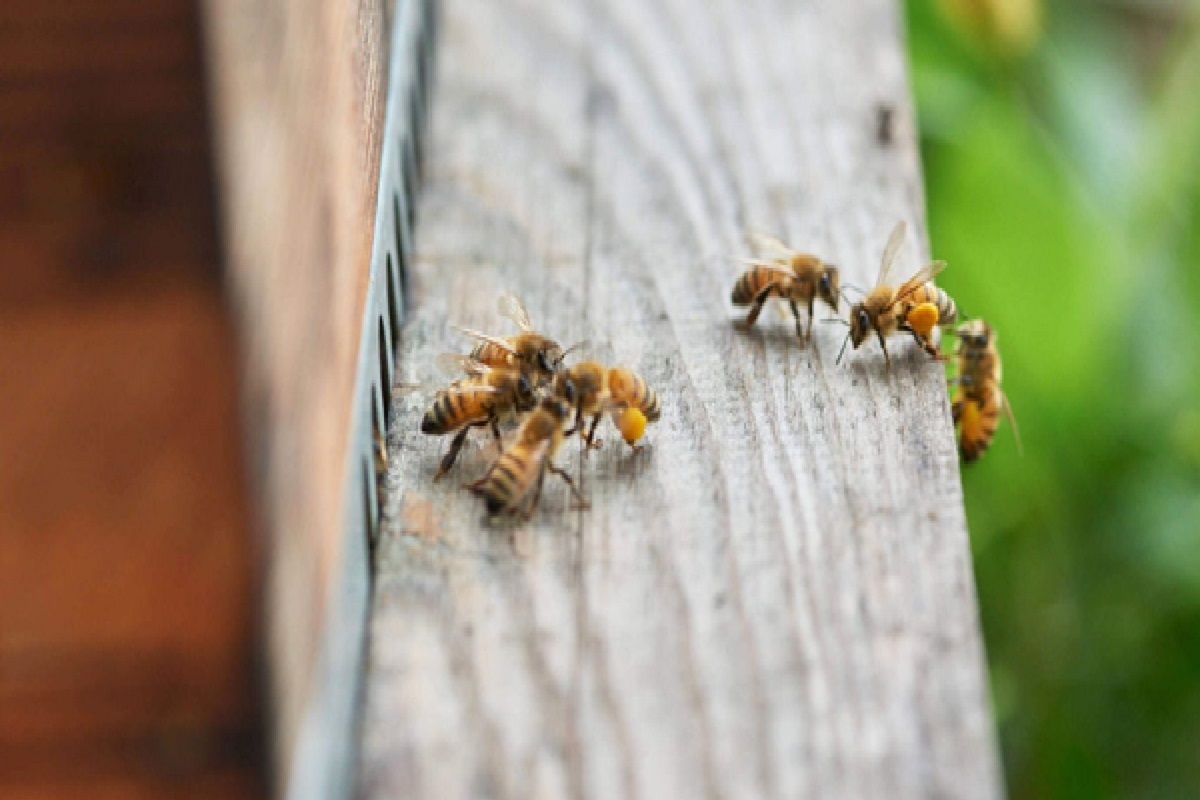 世界中で「虫」が減って、食糧不足に!?　養蜂家に聞く、人と自然のこれから