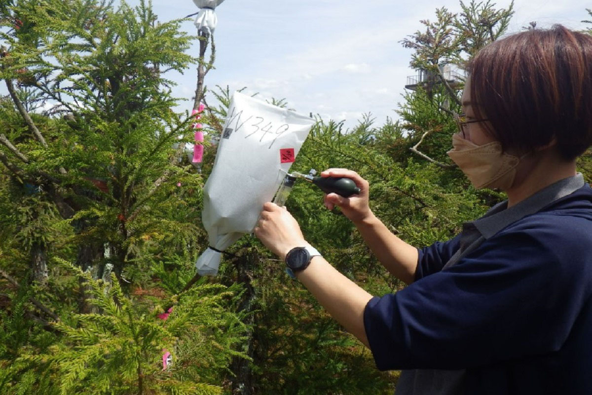 無花粉スギの研究は新潟でも。米どころがリードする、林業・農業界の温室効果ガス削減モデル