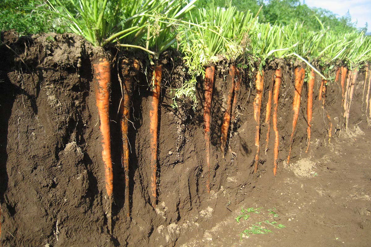 スマホも食べ物も土からできている。土壌学者に聞いた「非」再生可能な土の未来