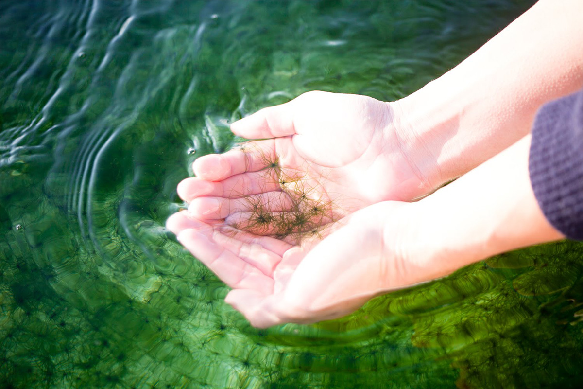 海藻の養殖が、海の変化を食い止める。シーベジタブルが目指す海の生物多様性