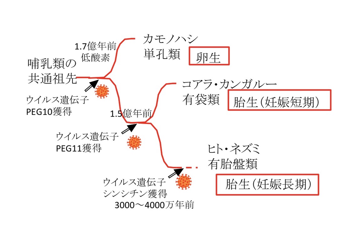 哺乳類の進化におけるウイルスの影響の図（提供：藤井一至）