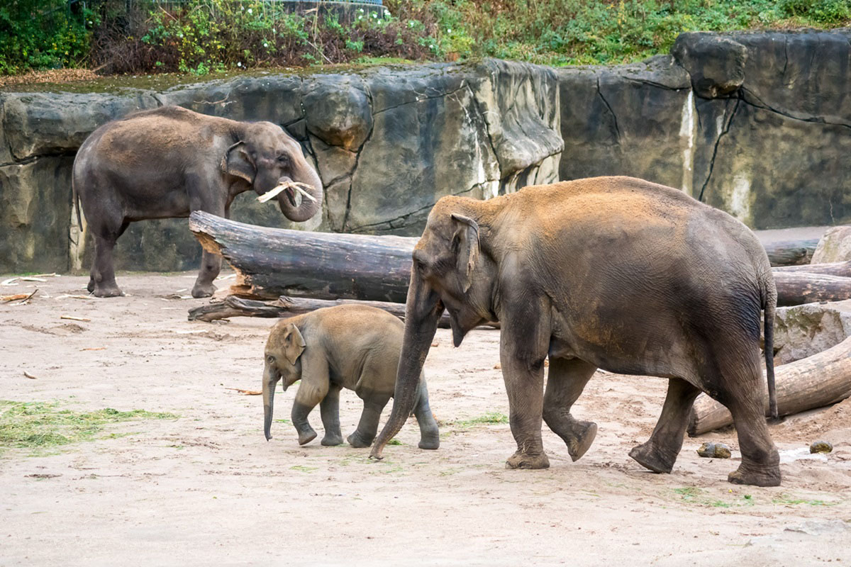 動物園からゾウが消える？　避けて通れない動物園とお金のハナシ