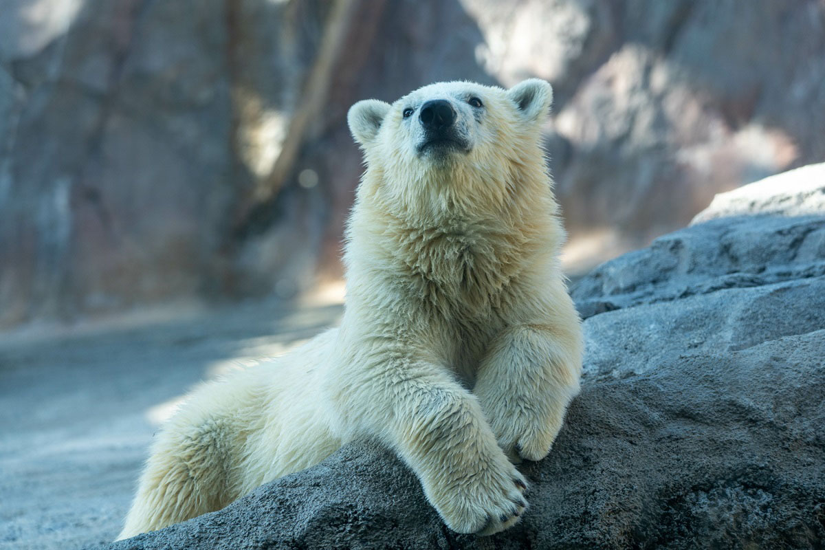 動物の自然な姿が見られる「行動展示」を採用し、年間300万人以上が訪れる北海道の旭山動物園