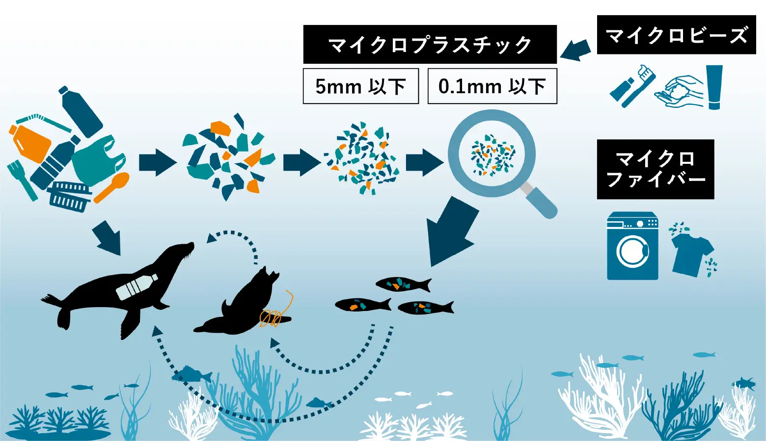 プラスチックは波や紫外線で砕け、5mm以下のマイクロプラスチックとなって分解されずに残り続けます。微細化した粒子は食物連鎖を通じ、多くの生物の体内に取り込まれ、影響が懸念されています。