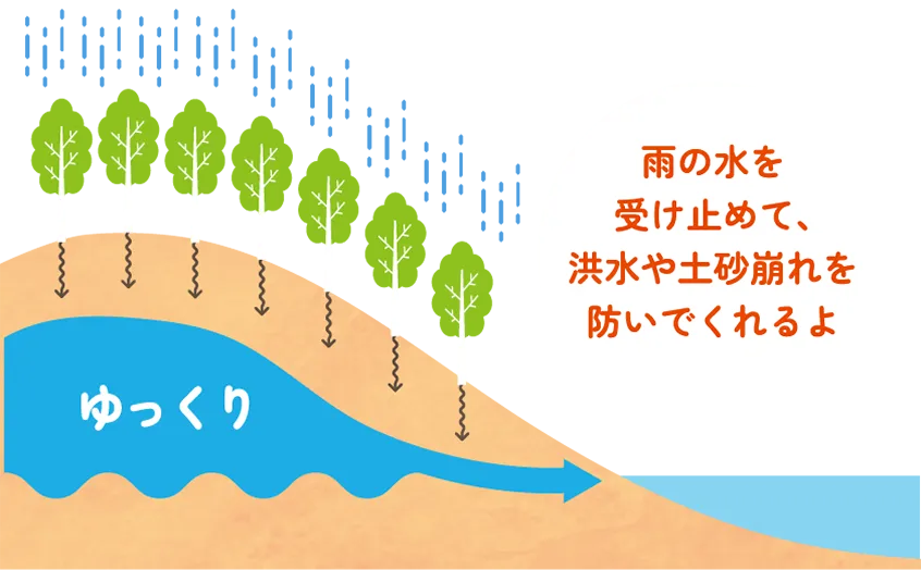 ゆっくり 雨の水を受け止めて、洪水や土砂崩れを防いでくれるよ