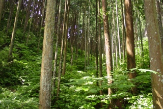 [森を守って木を使う、それがフェアウッド]の画像