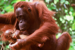 今、絶滅寸前の「森の住人」という意のオランウータン (C)WWF-Canon / Alain COMPOST