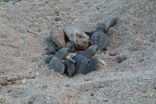 [産卵・発生環境（砂浜）保全プロジェクト]の画像