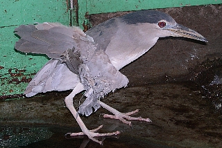 [傷付いた野鳥の野生復帰に力を貸して下さい]の画像