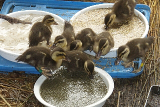 餌に集まるカルガモのヒナ