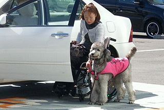 介助犬は、どこへ行くにもユーザーさんと一緒です