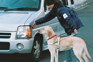 盲導犬の訓練風景