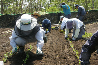 落葉広葉樹林の苗を育てる活動。現在3万本を育苗中で、3年間育てて植林します