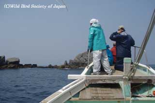 絶滅が心配されるカンムリウミスズメの生息地調査の様子
