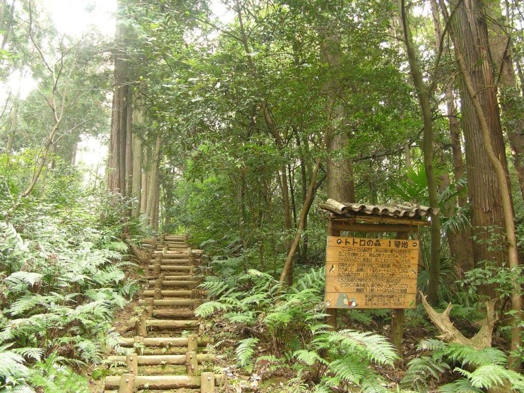 [トトロの森を未来に]の画像