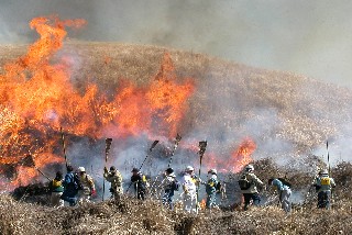 [阿蘇千年の草原を守る野焼き支援　]の画像