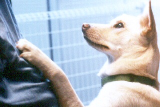 [保護犬を聴導犬・介助犬に育てる募金]の画像