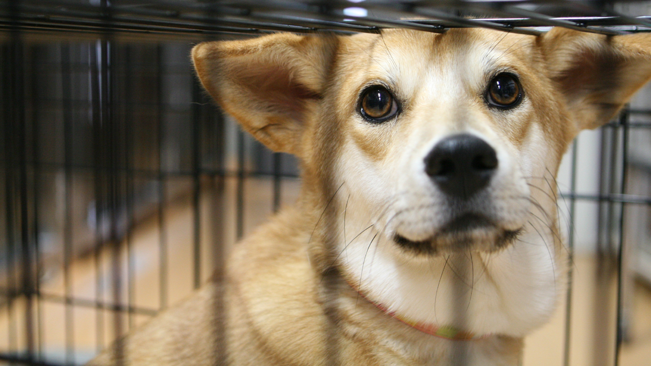 [行政に収容された犬や猫に必要な医療を受けさせ里親を見つけたい]の画像