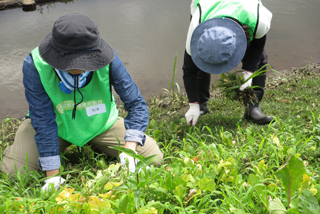 在来種が残るよう、丁寧に手作業で草を抜きます