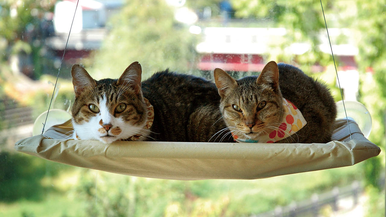 08年 北海道初の保護猫カフェで北の猫たちを救いたい Yahoo ネット募金