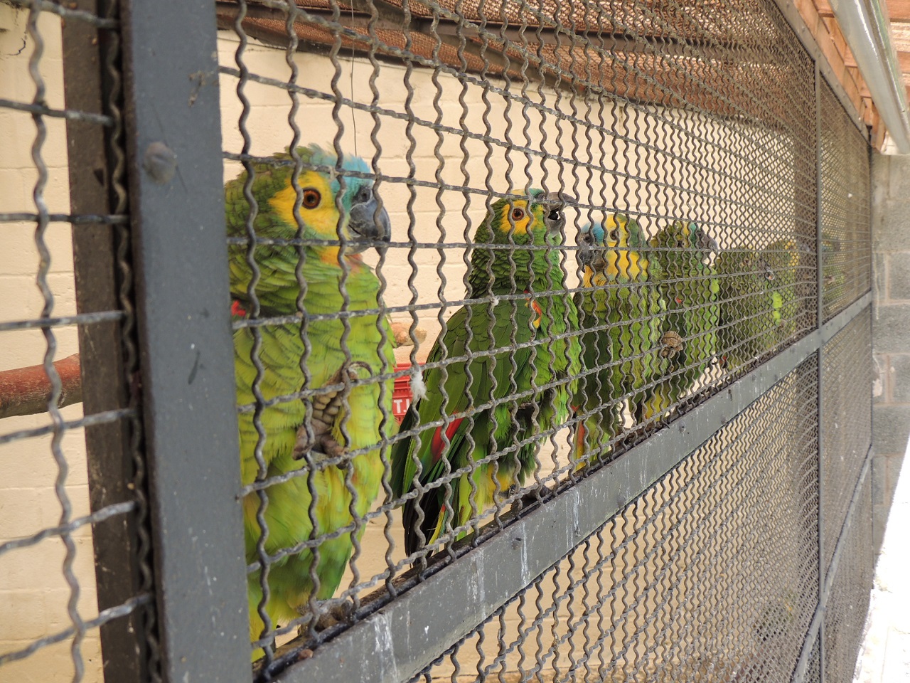 [ブラジルで保護された鳥たちの野生復帰にご協力ください]の画像