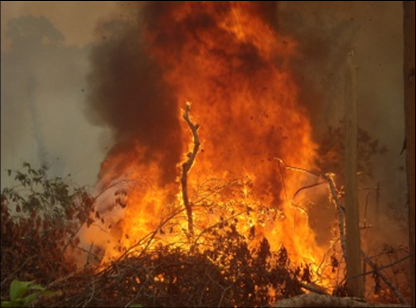 [スマトラ島の大規模森林火災から森と生き物を救ってください！]の画像