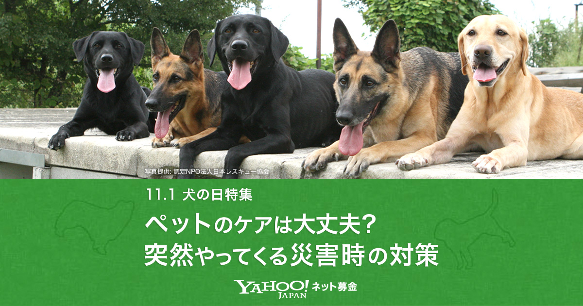 ペットのための防災対策 11 1犬の日特集 Yahoo ネット募金