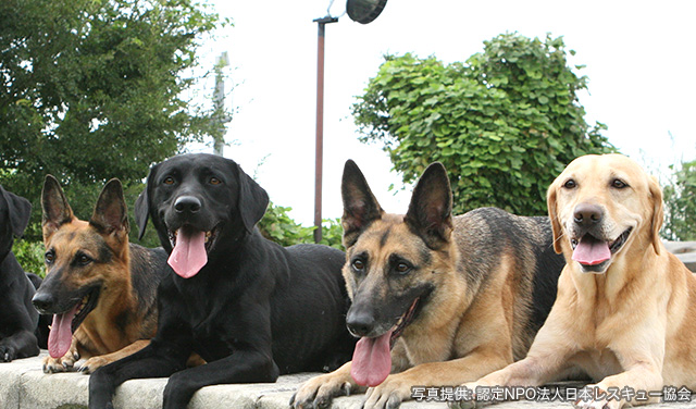ペットのための防災対策 11 1犬の日特集 Yahoo ネット募金