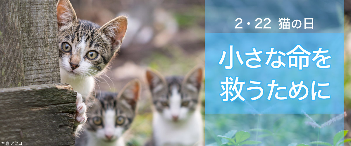 2・22 猫の日 小さな命を救うために - Yahoo!ネット募金