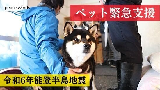 認定特定非営利活動法人ピースウィンズ・ジャパンのメイン画像